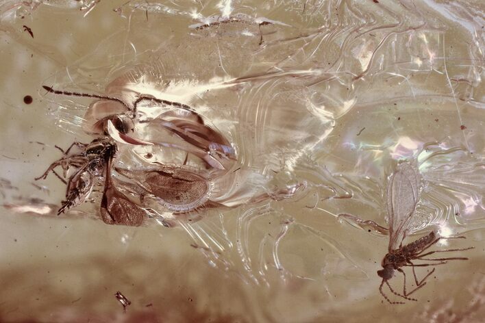 Fossil Wasp (Megaspilidae) and Gall Midge In Baltic Amber #372517